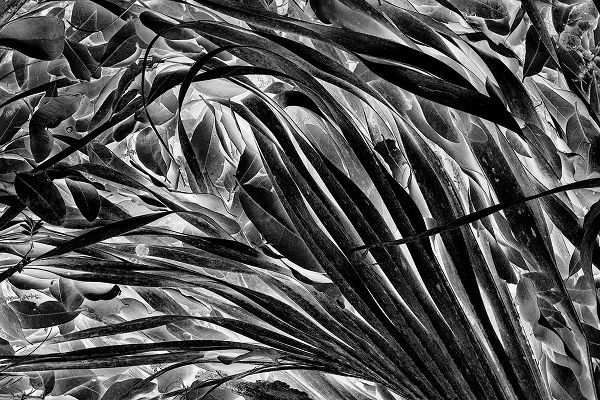 Jones, Adam 아티스트의 Sable palm frond on the ground in Black and white-Harney Lake-Florida작품입니다.